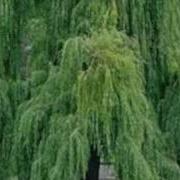 Willows On The Water