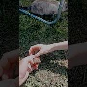 Кошка Мышь Поймала