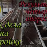 Логачевская Свинки И Кабанчики