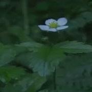 Семейство Розоцветные Видео
