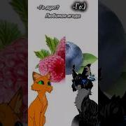 Кот Воители Дуэты