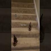 Go Kitty Go Tik Tok