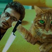 Мой Кот Пытается Меня Убить