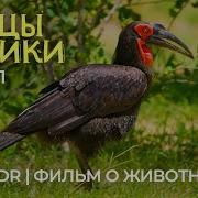 Настоящая Африканская Экзотика