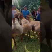 Гисарски Бараны Таджикистан