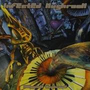 Sailing In The Sea Of Mushroom Infected Mushroom