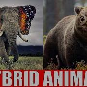 Hybrid Animals