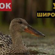 Широконоска Голос