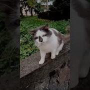 А Если Будешь Драться