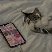 Iphone Cat 3 Lil Meow On Da Beat