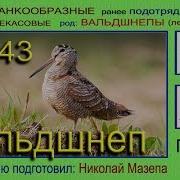 Вальдшнеп Голоса Птиц