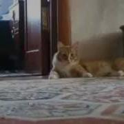Бандера Гандон Русское Видео 2 Лесбиянок 2 Русских