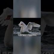 Ялгыз Аккош Бахави