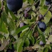 Вновь Луга И Леса Наряжаются В Осень