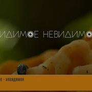 Видимое Невидимое Карусель