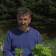Салат Рослина
