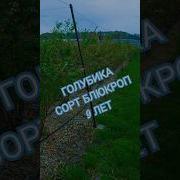 Беларуская Дачка