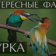 Звук Раненой Щурки