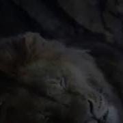 Пап Мы Друзья Верно