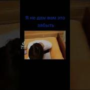 Бебра Мем