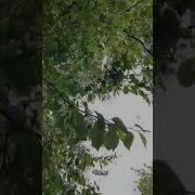 Расцвела Черёмуха 2019