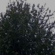 Соловей Поёт На Старой Черёмухе