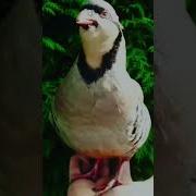 Овози Мода Кабг
