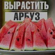 Огород Как Я Выращиваю Здоровые Овощи
