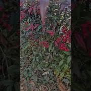 Jingle Bells Мишель Легран Alexandre Lagoya Jean Pierre Rampal