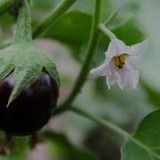 Новая Культура Питания Пища Для Ума И Сердца