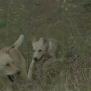 Awolnation A Little Luck And A Couple Of Dogs