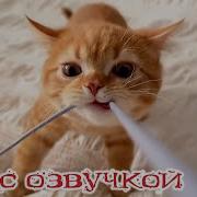 Приколы Над Котами С Озвучкой