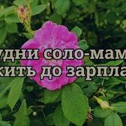 Доживем До Зарплаты