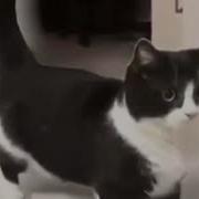 Кот Танцует Под Тун Тун Тун 1Час