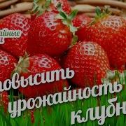 Выращивание Основных Видов Плодовых И Ягодных Культур Технология Богатых Урожаев