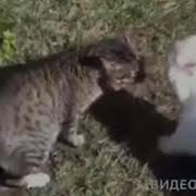 Шерстяной Птздюк