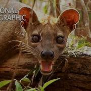 Fossa Madagascar