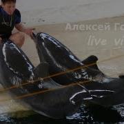Шоу Дельфинов И Морских Котиков Show Сша