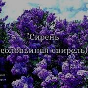 Жаворонки Голосят За Зеленой Рощей Двадцать Лет Не Пятьдесят И Влюбиться Можно