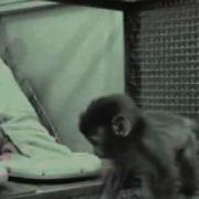 Harlow S Experiment Thomas Ragsdale