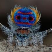 Maratus