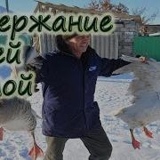 Содержание Гусей Зимой