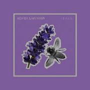 Ieuan Honey Lavender