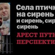 Села Птичка На Сирень