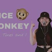 Tones And I Dance Monkey Cover Banglive 댄스몽키 방라이브 디케이Tv