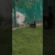 Отважные Цыплята