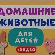Домашние Животные Мультик