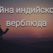 Тайны Индийского Верблюда