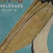 Pelicans We Cosmo Sheldrake