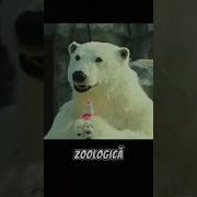 Kasaban Zoo La Fameia Zigana